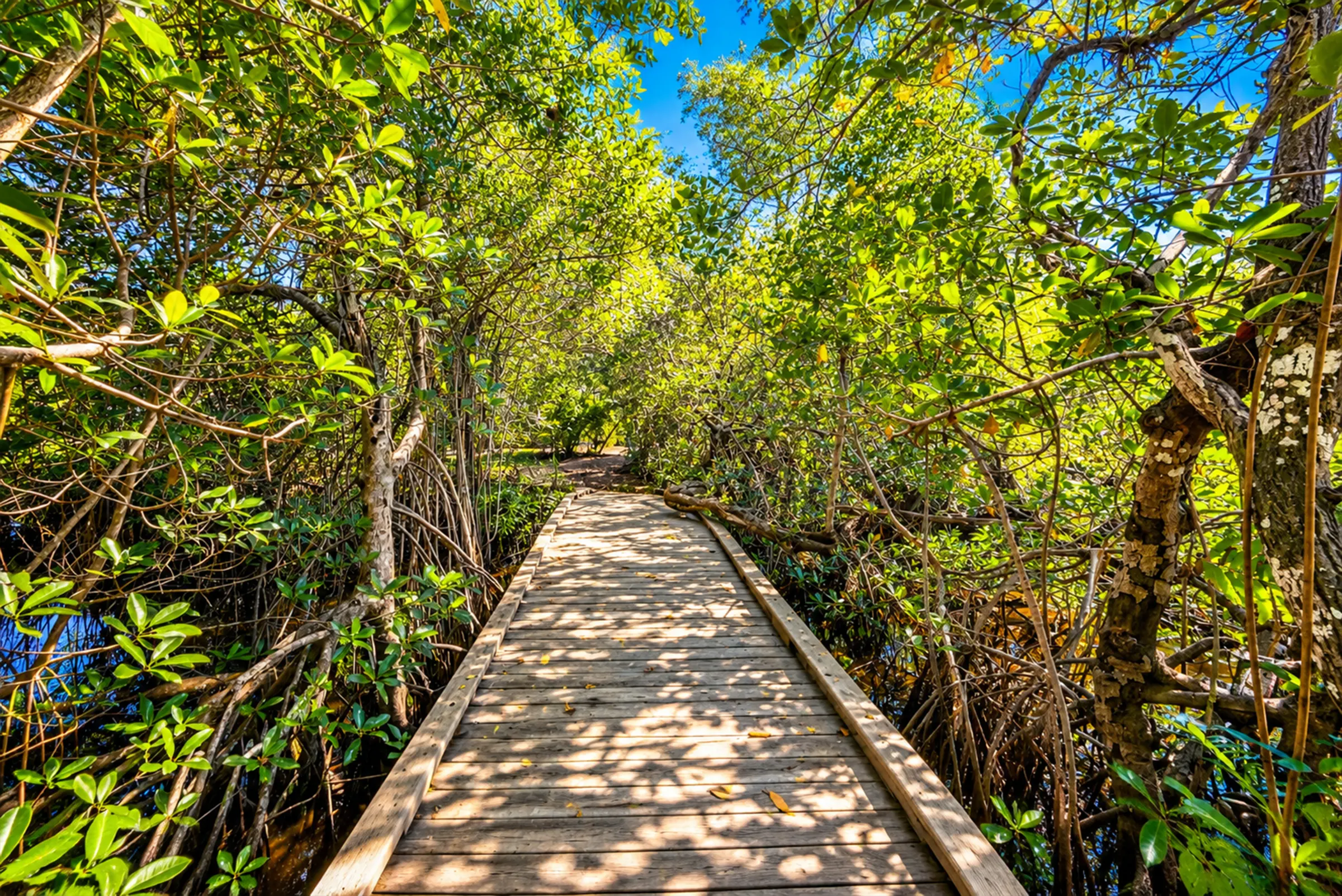 Boardwalk under a mangrove canopy