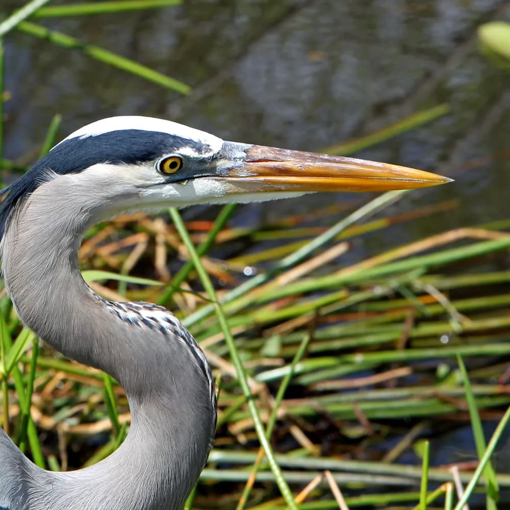 A great blue heron among marsh grasses