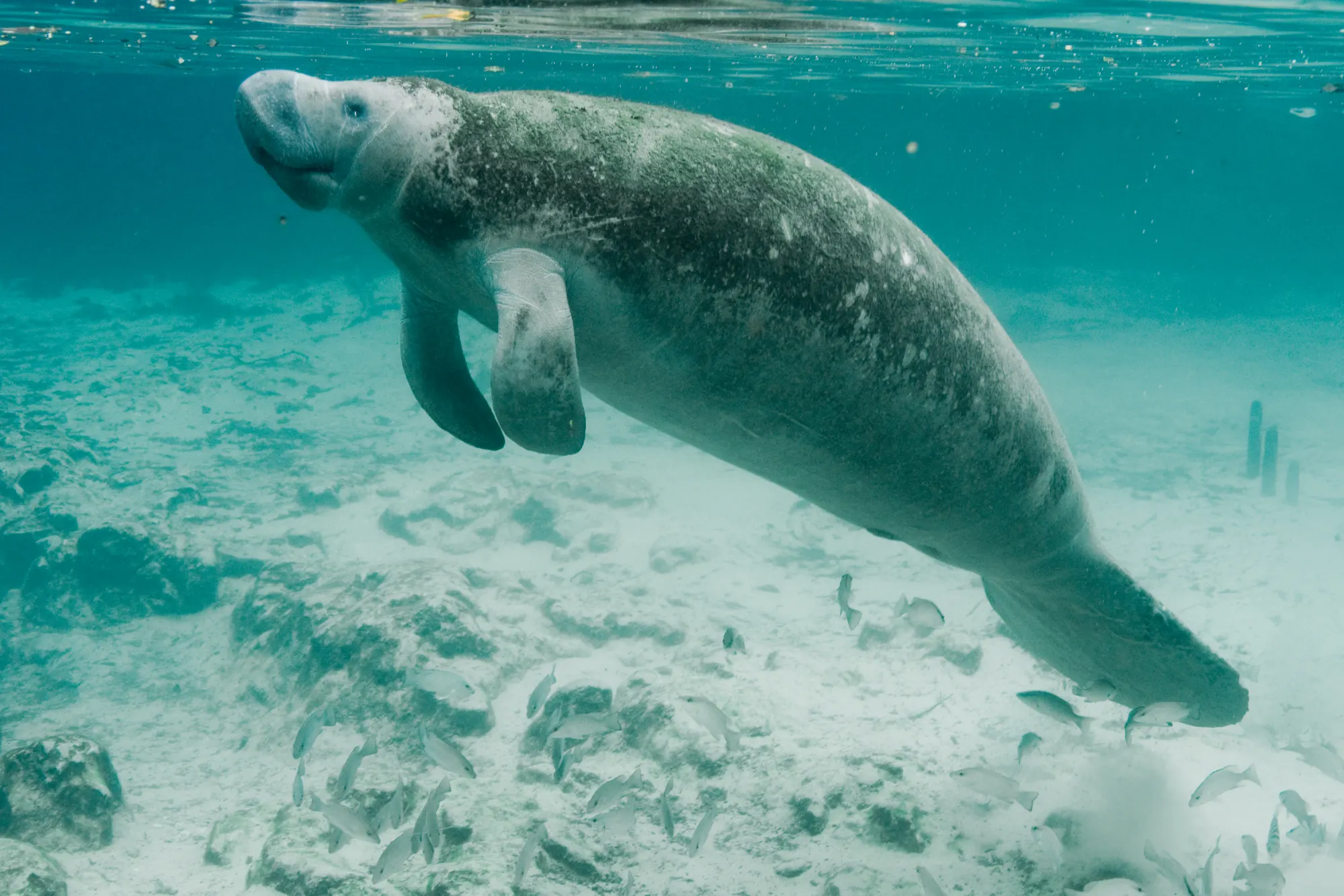 A Florida manatee swimming in clear water